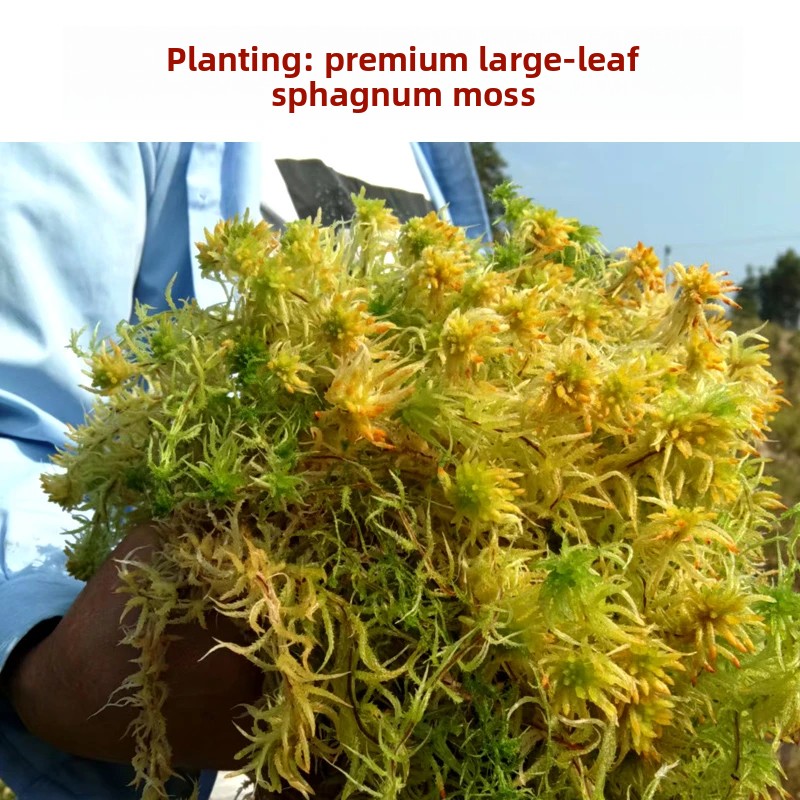 Sphagnum Moss Dry - طحلب السفاغنوم المجفف من الدرجة الأولى،