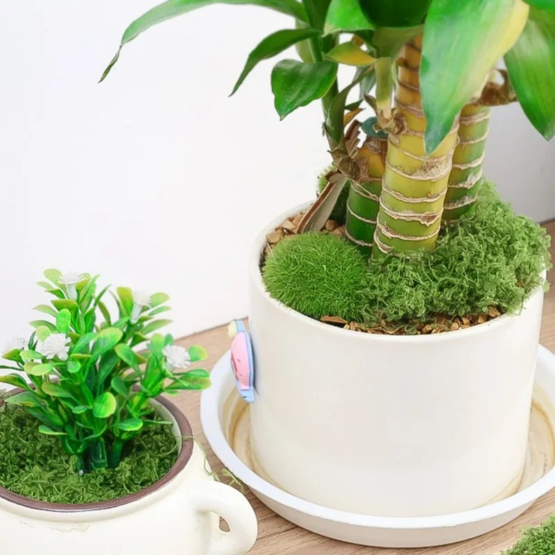 عشب صناعي 50/300 جرام، سجادة ع - مراجعة Sphagnum Moss Dry وسعره