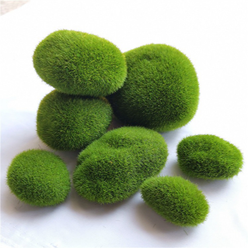 5 قطعة 3-12 سنتيمتر الأخضر الا - مراجعة Sphagnum Moss Dry وسعره