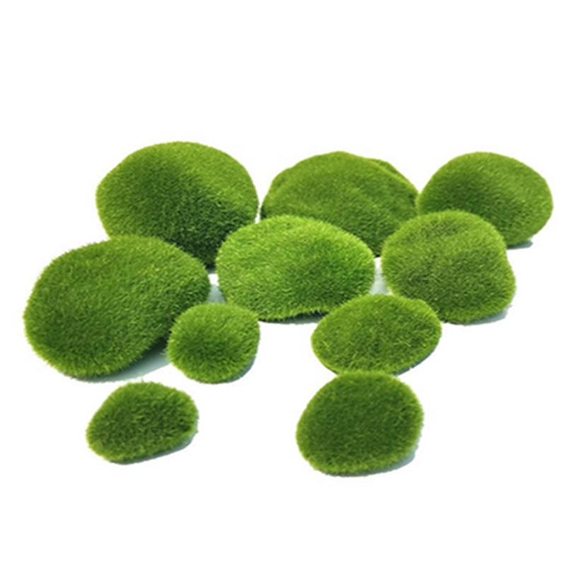 5 قطعة 3-12 سنتيمتر الأخضر الا - مراجعة Sphagnum Moss Dry وسعره